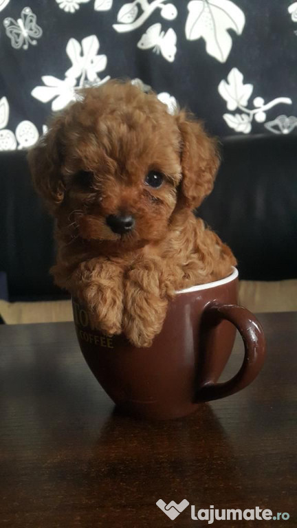 Pudel toy red brown