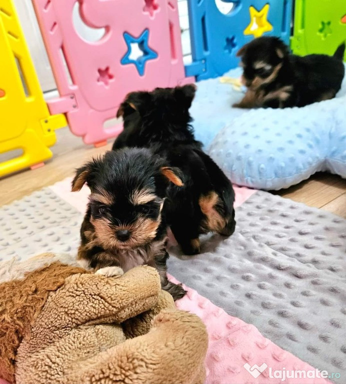 Pui de yorkshire yorki yorkie femele si masculi