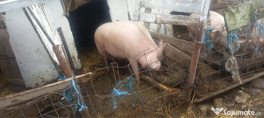Porci de carne spre vânzare