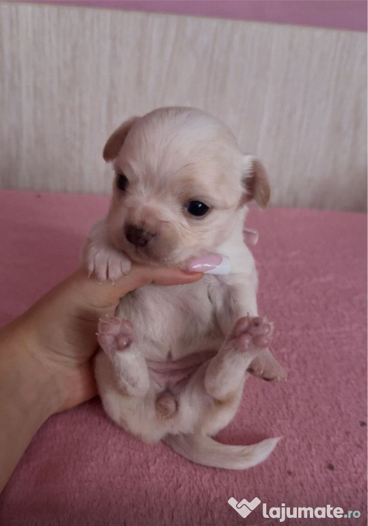 Chihuahua mini toy