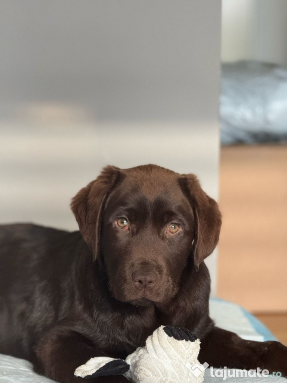 Labrador ciocolatiu Pedigree