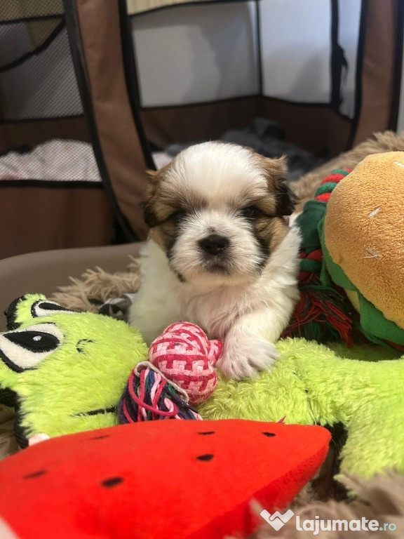 Shih-tzu talie mică