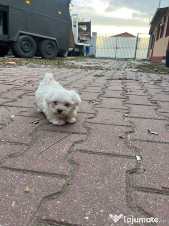 Bichon Maltease original
