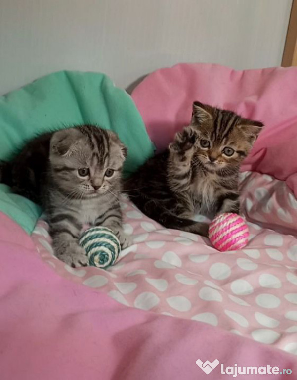 British shorthair / Scottish fold