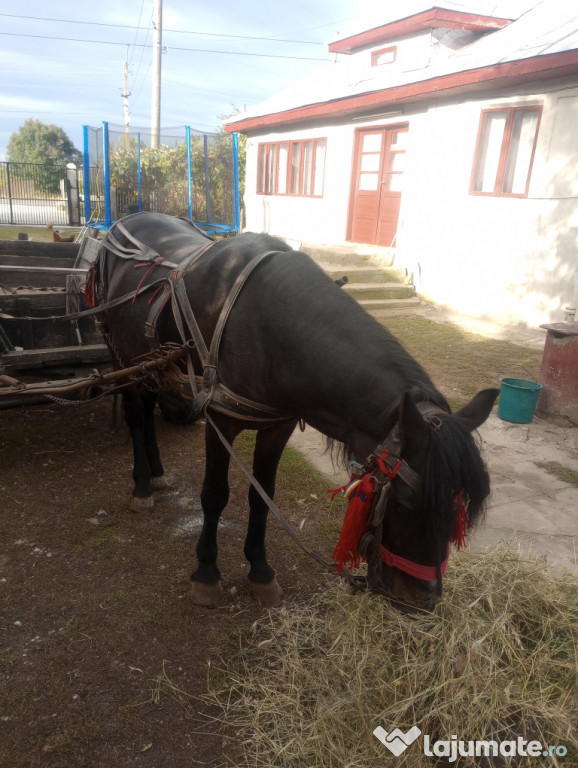 Cal necastrat an vârstă de 5 ani