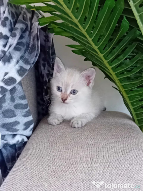 Ragdoll foarte jucăuși
