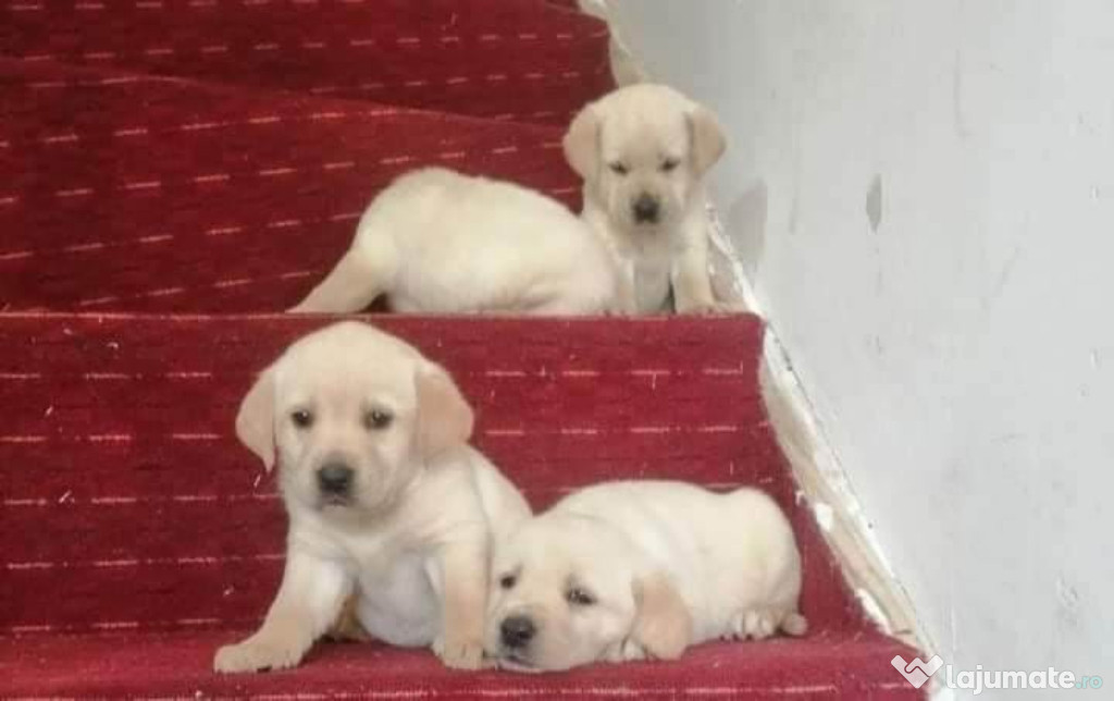 Labrador Retriver