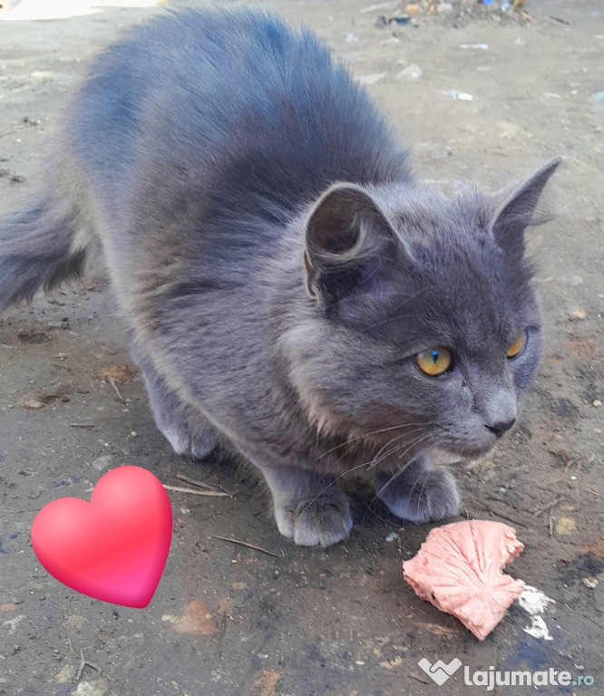 Adoptie pui de pisica Florina metis Albastru de Rusia cu siameza