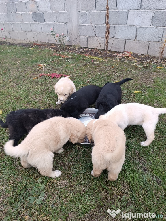 Pui labrador cu ciobanesc