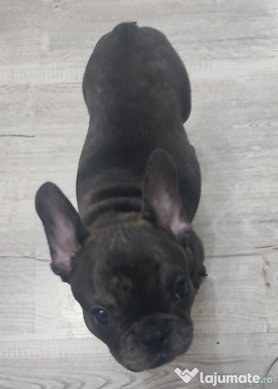 Bulldog francez fetiță