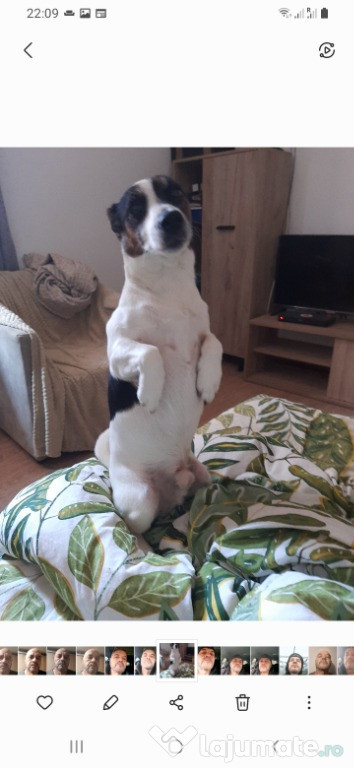 Jack russell Jack russel terrier TRICOLOR in bucuresti