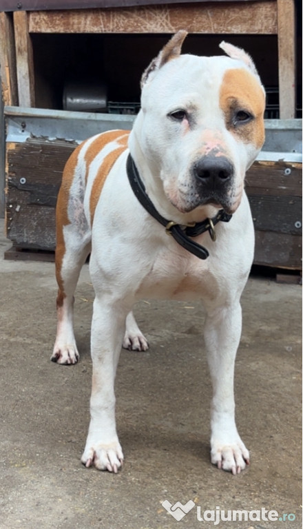 Femela Amstaff cu pedigree