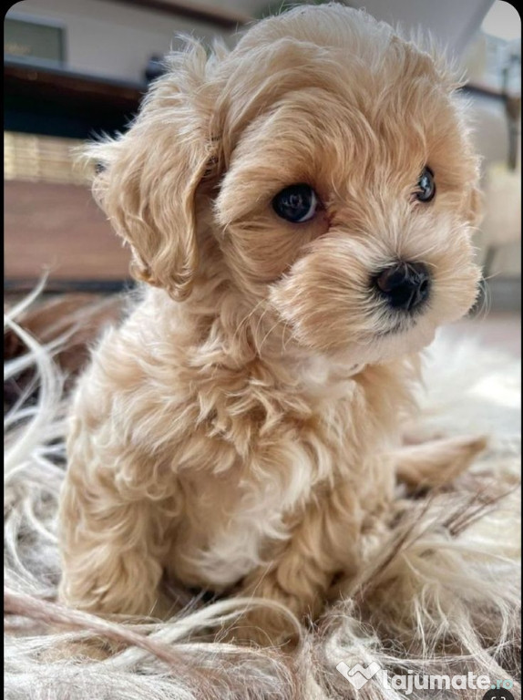 Maltipoo poodle mini toy