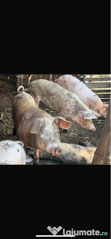 Vand porci mari si mici crescuti cu tarate si boabe