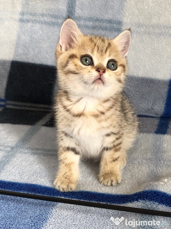 British shorthair băieței și fetițe