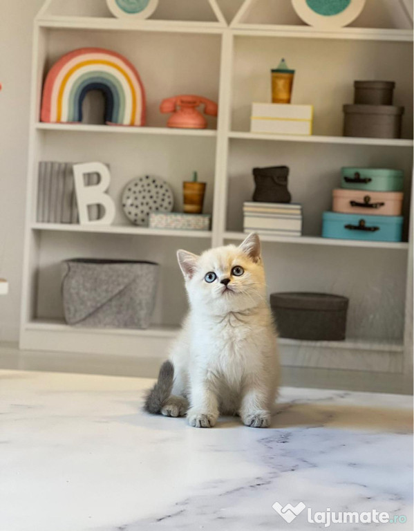 British shorthair puișori