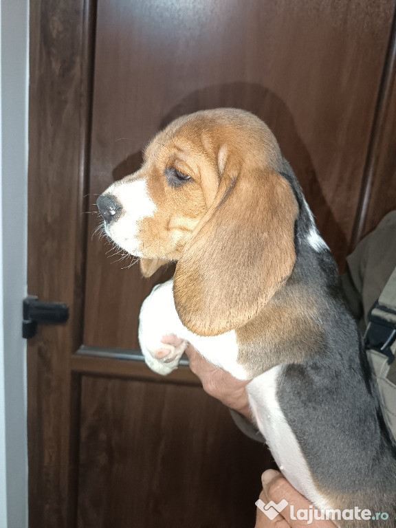 Pui Beagle tricolor