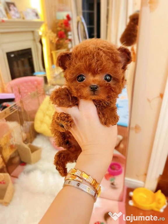Pudel toy apricot roșcat - ofer transport