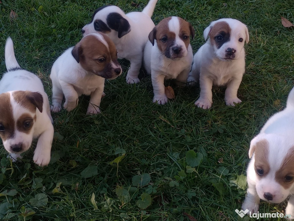 Pui Jack Russell îşi caută stăpâni!