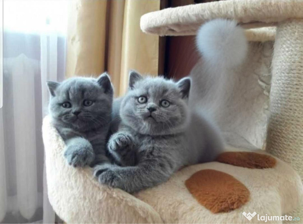 British Shorthair blue