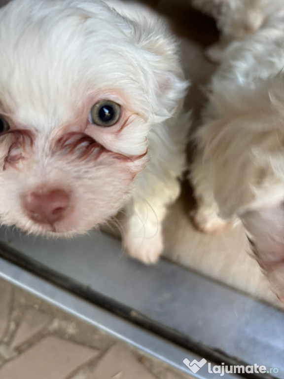 Bichon de 8 săptămâni