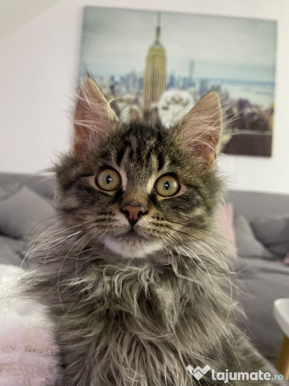 Maine coon puiuți