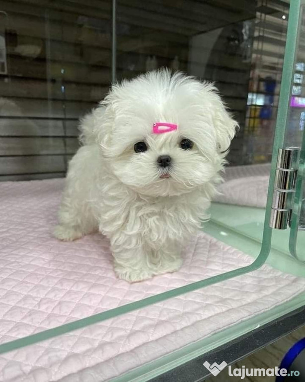 Bichon Maltez Mini Toy