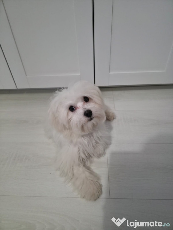 Bichon maltez mini toy