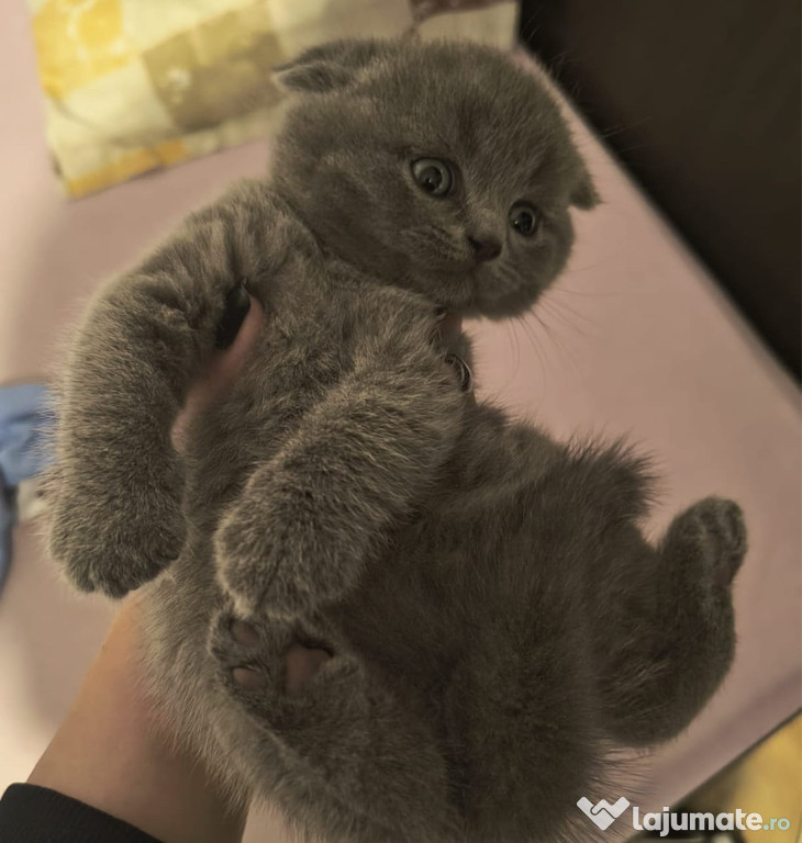Scottish Fold Blue
