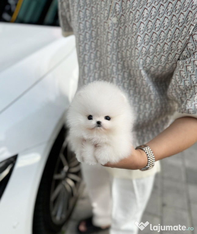 Pomeranian mini boo