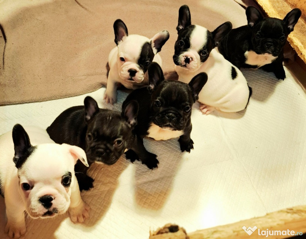 Bulldog Francez – Căței de cea mai bună calitate