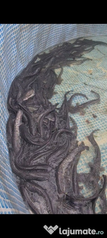 Vand somn pentru populare