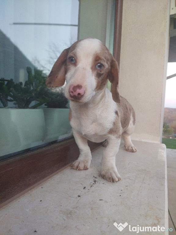 Mascul teckel alb ciocolatiu