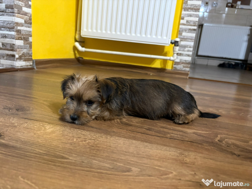 Yorkshire terrier cadoul perfect pentru copii