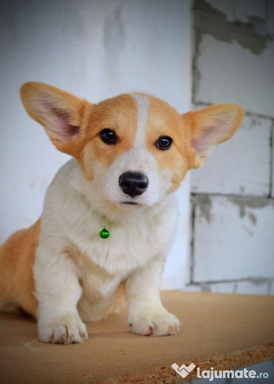 Welsh Corgi Pembroke – Căței frumoși