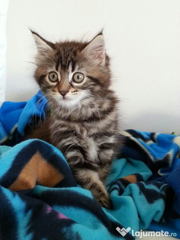 Norvegiana de pădure