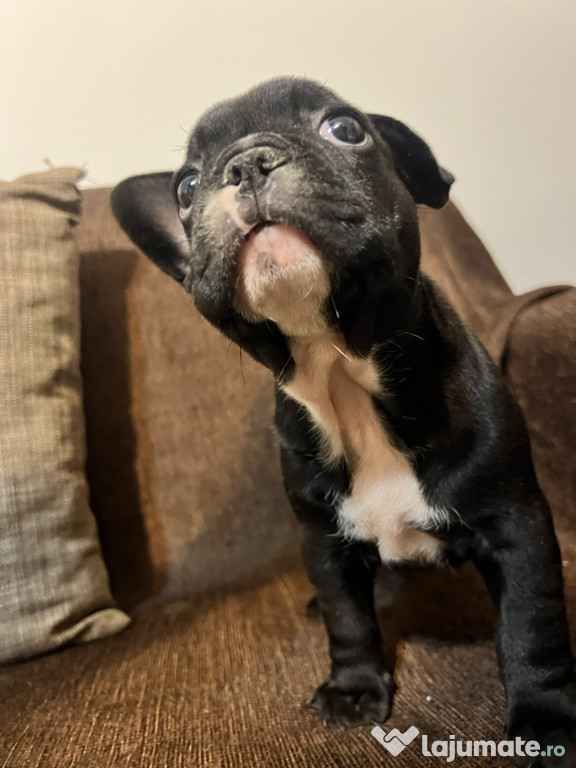 Vand Bulldog francez