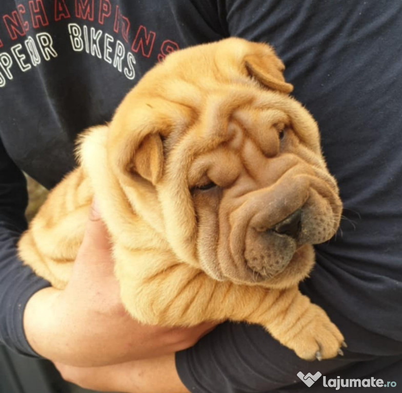Puiuți Shar pei adorabili