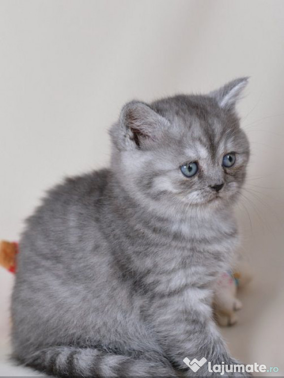 British shorthair puiuți