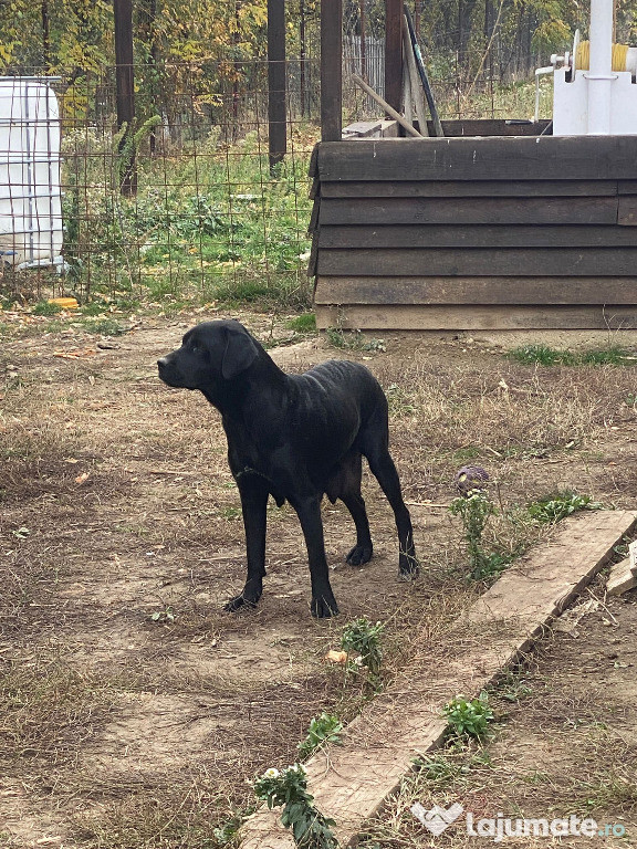 11 pui de labrador Albi si Negri