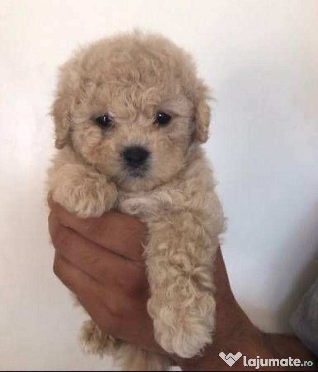 Caniche pudel puiuți