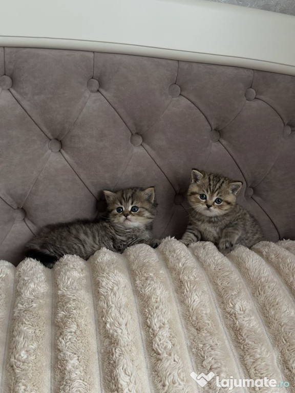 British shorthair băieței și fetițe