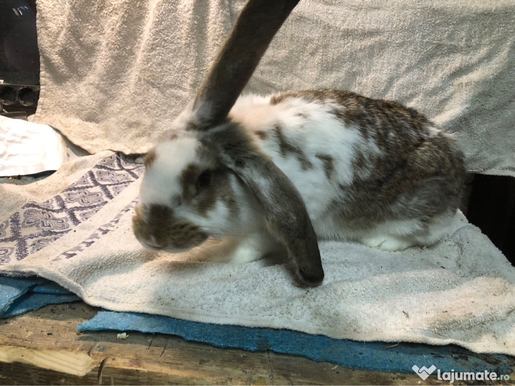 Iepuri de rasa uriaș german și berbec !!