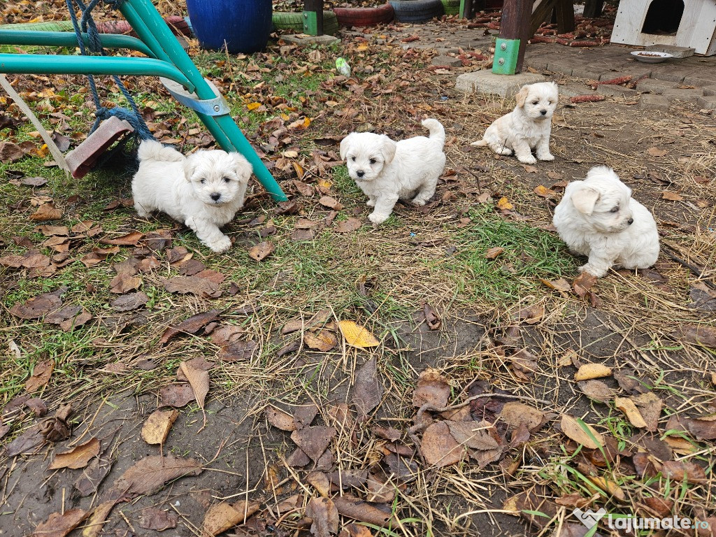 Vând pui bichon 500 lei