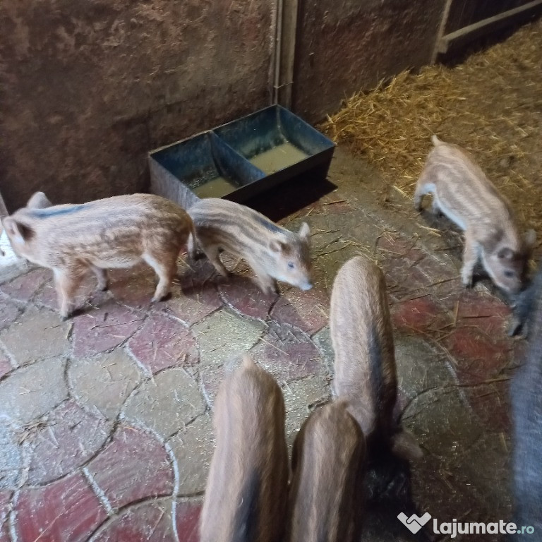 Purceii mistretii de vânzare .