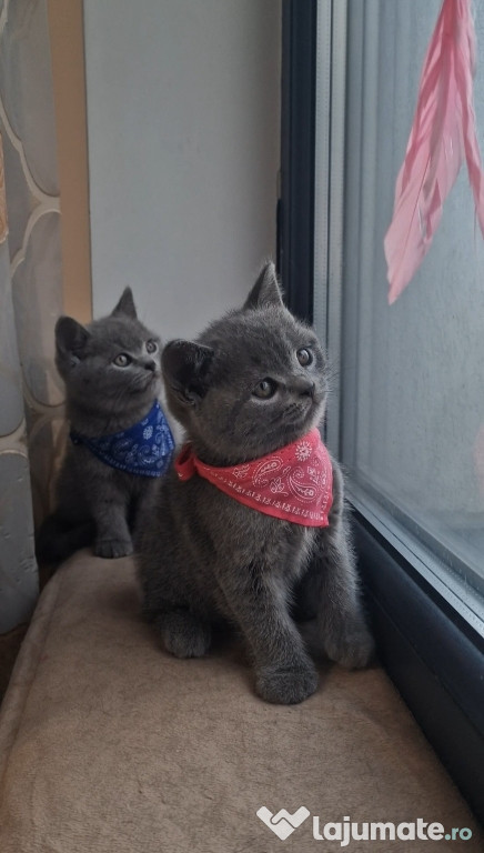 Pui british shorthair blue, rasa pura, complet sănătoși, 2 luni