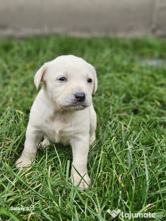 Donez metis labrador