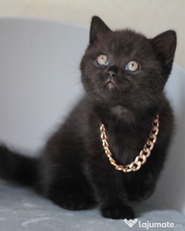 British shorthair băieței și fetițe