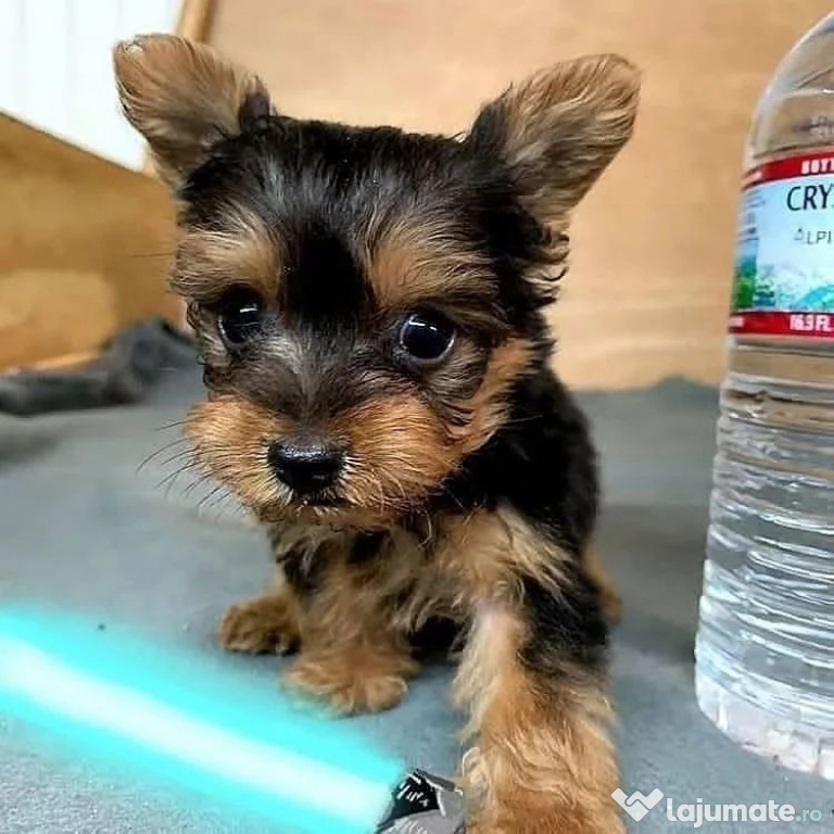 Pui de yorkshire yorki yorkie femele si masculi