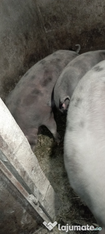 De vânzare p o r c i i........... ...